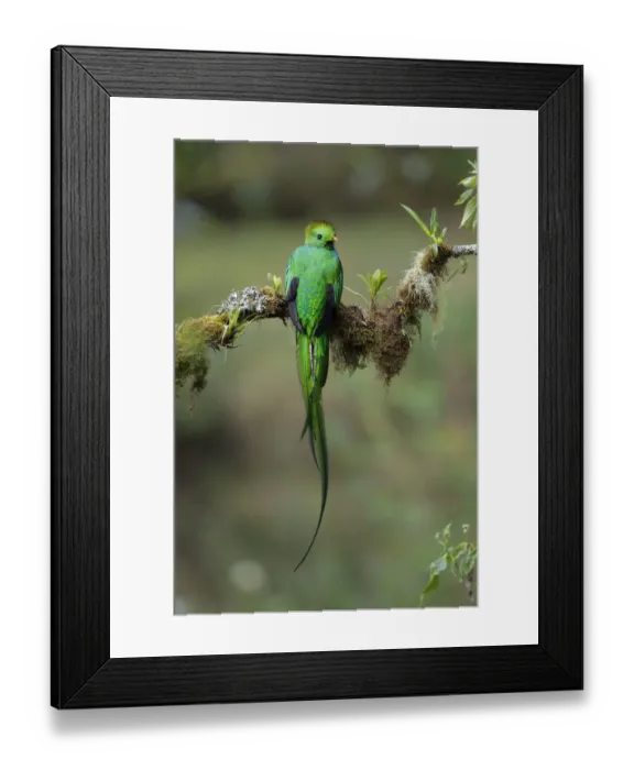 Framed Print : Resplendent Quetzal Framed Print : Resplendent Quetzal