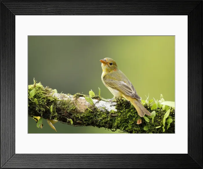 Framed Print : Summer Tanager