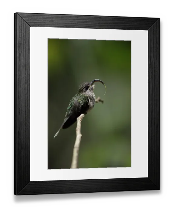 Framed Print : White-tipped Sicklebill Framed Print : White-tipped Sicklebill