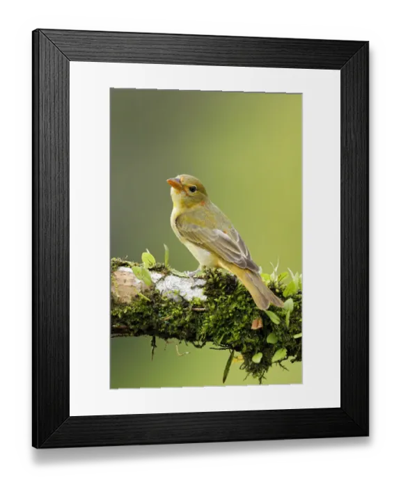 Framed Print : Summer Tanager Framed Print : Summer Tanager