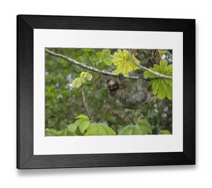 Framed Print : Three-toed Sloth Framed Print : Three-toed Sloth