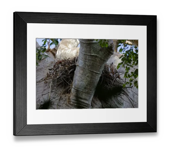 Framed Print : Harpy Eagle nest Framed Print : Harpy Eagle nest