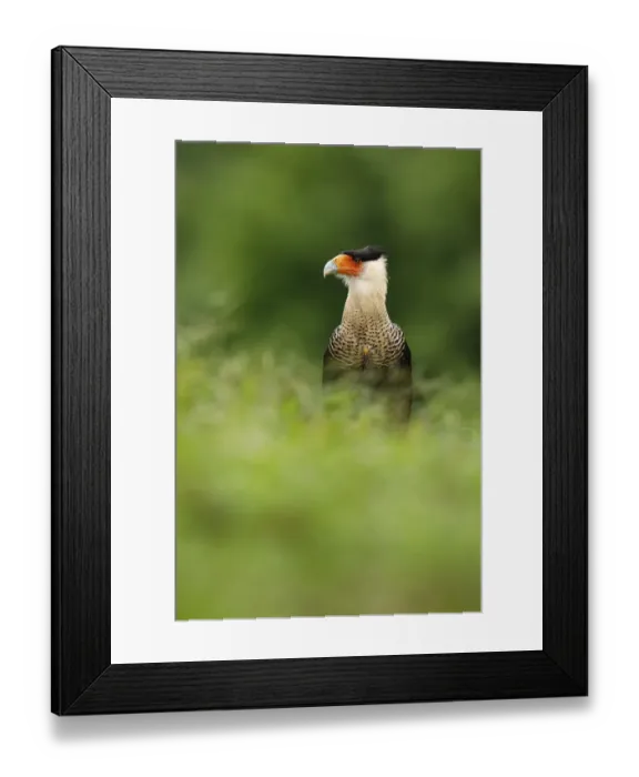 Framed Print : Crested Caracara Framed Print : Crested Caracara