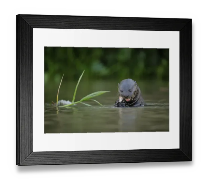 Framed Print : Giant River Otter (Pteronura brasiliensis)