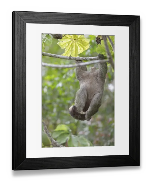 Framed Print : Three-toed Sloth Framed Print : Three-toed Sloth