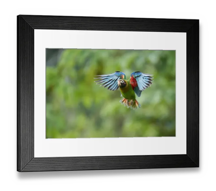 Framed Print : Brown-hooded Parrot (Pyrilia haematotis) Framed Print : Brown-hooded Parrot (Pyrilia haematotis)