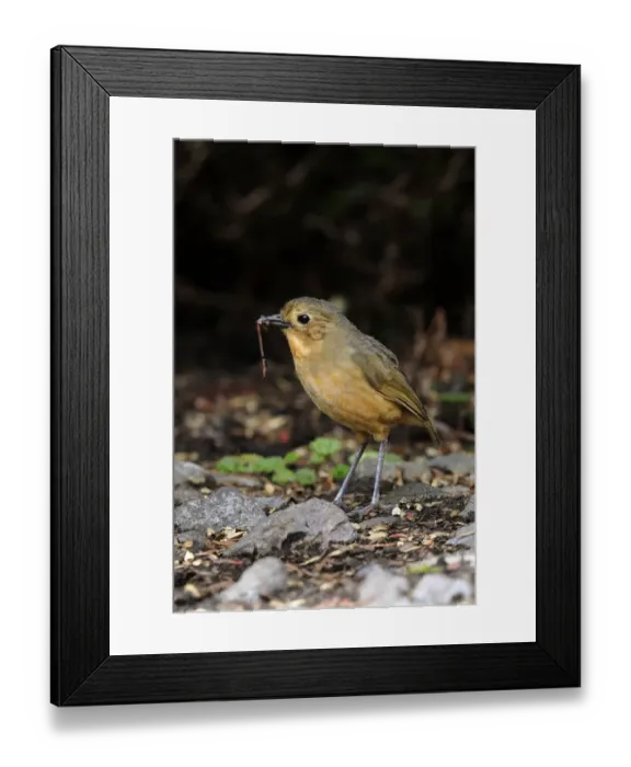 Framed Print : Tawny Antpitta (Grallaria quitensis) Framed Print : Tawny Antpitta (Grallaria quitensis)