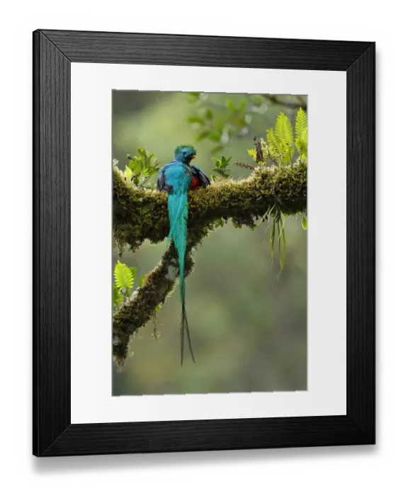 Framed Print : Resplendent Quetzal