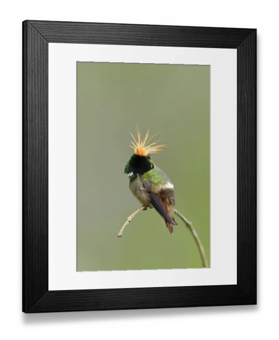 Framed Print : Rufous-crested Coquette (Lophornis delattrei)