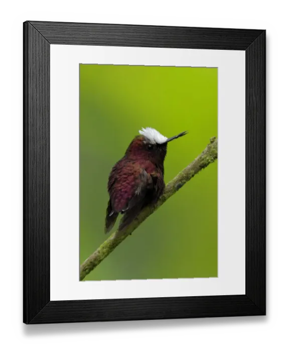 Framed Print : Snowcap Hummingbird Framed Print : Snowcap Hummingbird