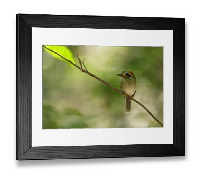 Framed Print : Tody Motmot (Hylomanes momotula) Framed Print : Tody Motmot (Hylomanes momotula)