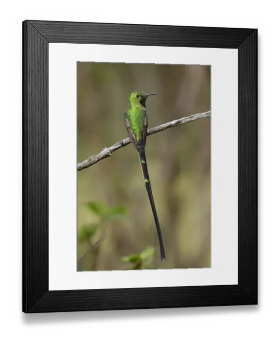 Framed Print : Black-tailed Trainbearer (Lesbia victoriae) Framed Print : Black-tailed Trainbearer (Lesbia victoriae)