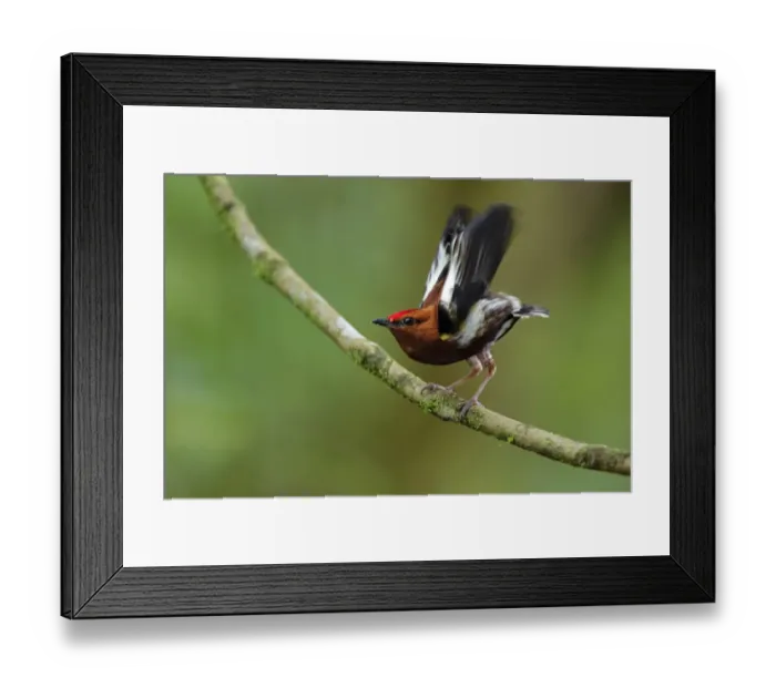 Framed Print : Club-winged Manakin Framed Print : Club-winged Manakin