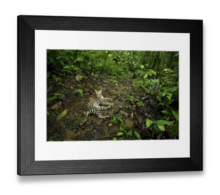 Framed Print : Ocellot (Leopardus pardalis) resting on forest floor Framed Print : Ocellot (Leopardus pardalis) resting on forest floor