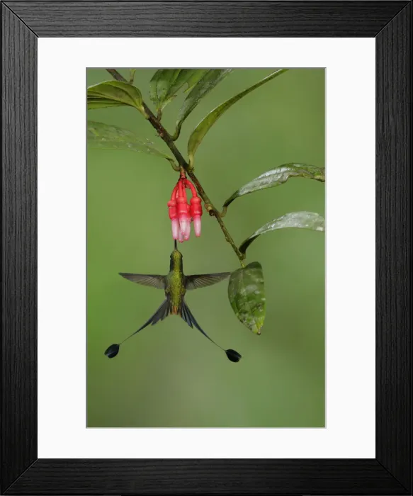 Framed Print : Booted Racket-tail Framed Print : Booted Racket-tail