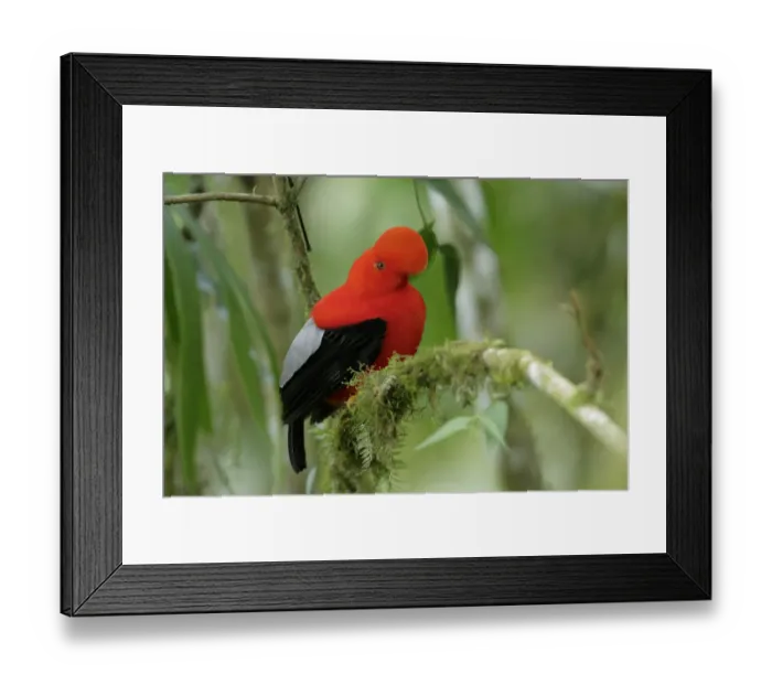 Framed Print : Andean Cock-of-the-rock Framed Print : Andean Cock-of-the-rock