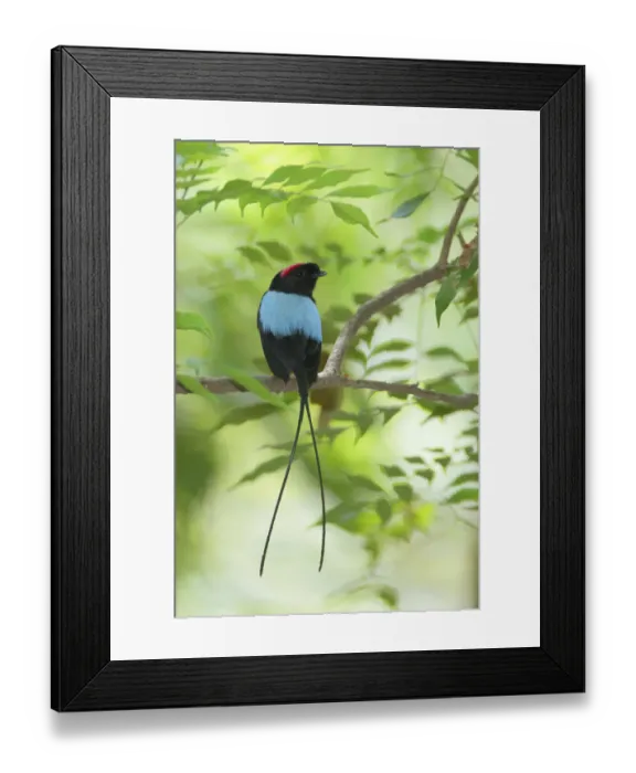 Framed Print : Long-tailed manakin Framed Print : Long-tailed manakin