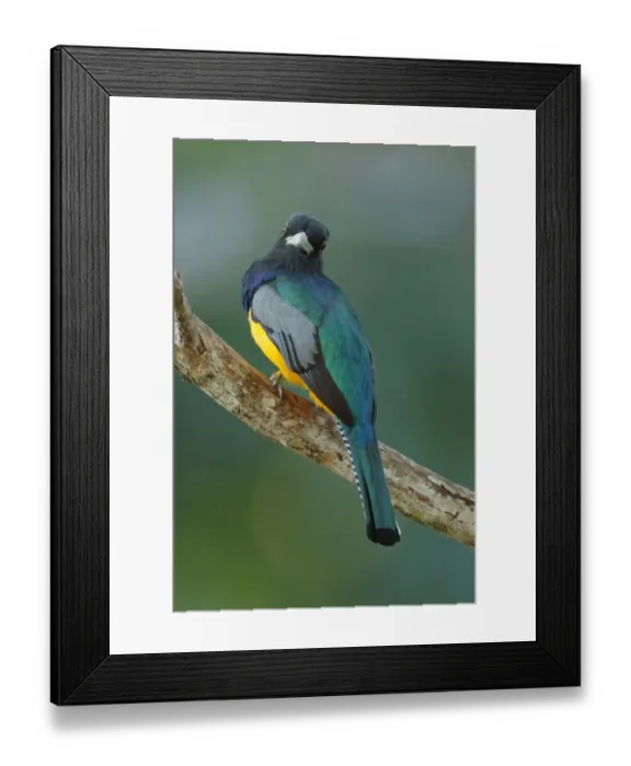 Framed Print : Gartered Trogon Framed Print : Gartered Trogon