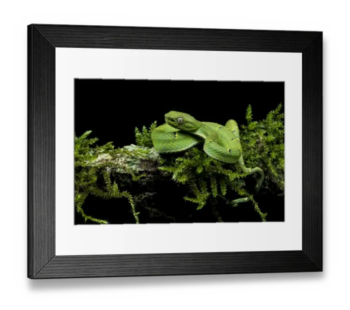 Framed Print : Side-striped palm-pit viper