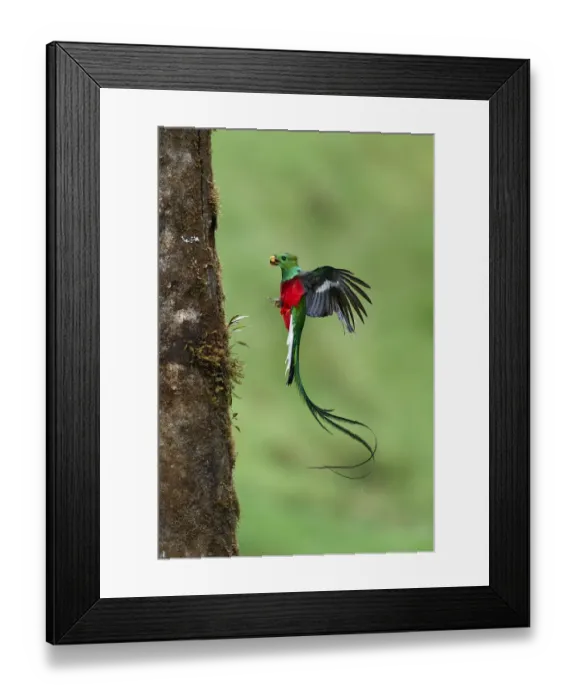 Framed Print : Resplendent Quetzal Framed Print : Resplendent Quetzal
