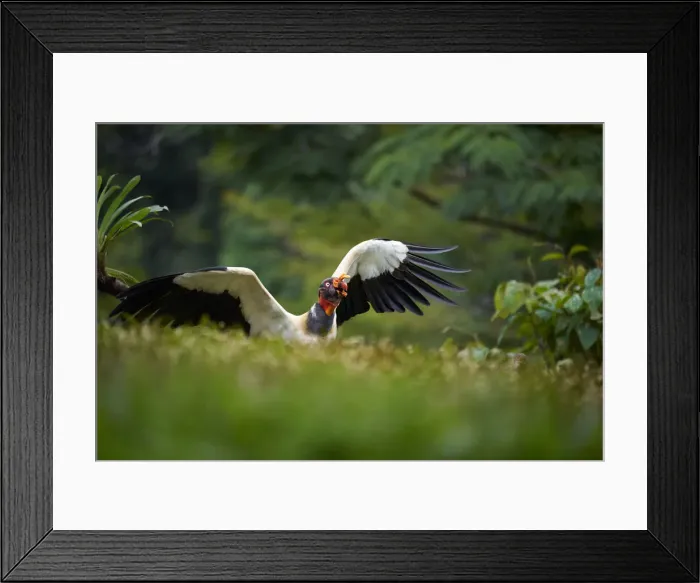 Framed Print : King Vulture
