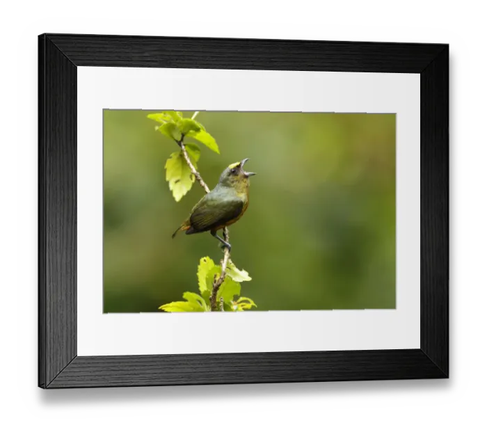Framed Print : Olive-backed Euphonia (Euphonia gouldi) Framed Print : Olive-backed Euphonia (Euphonia gouldi)