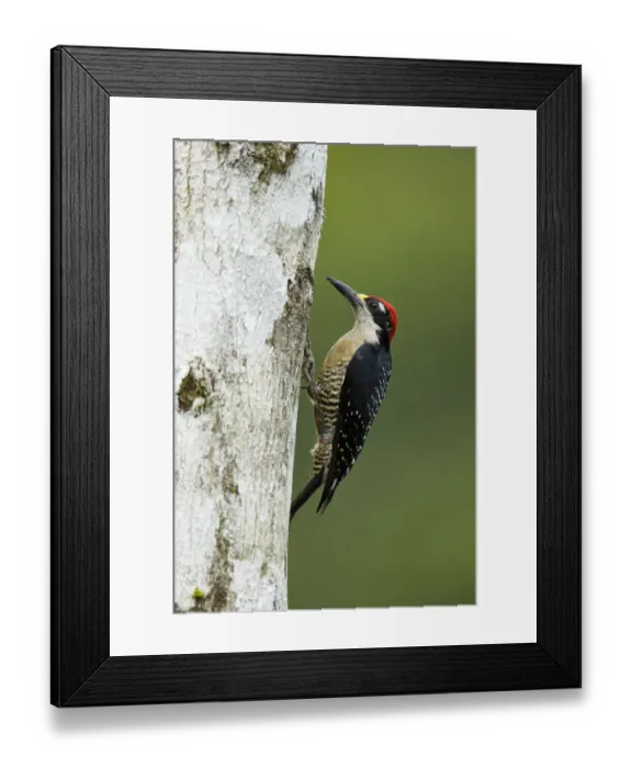 Framed Print : Black-cheeked Woodpecker Framed Print : Black-cheeked Woodpecker