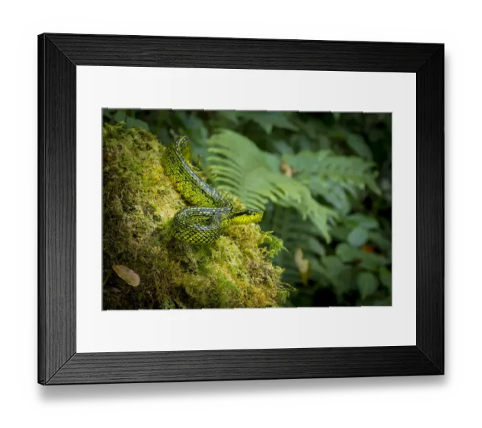 Framed Print : Black-speckled palm-pit viper (Bothriechis nigroviridis) Framed Print : Black-speckled palm-pit viper (Bothriechis nigroviridis)