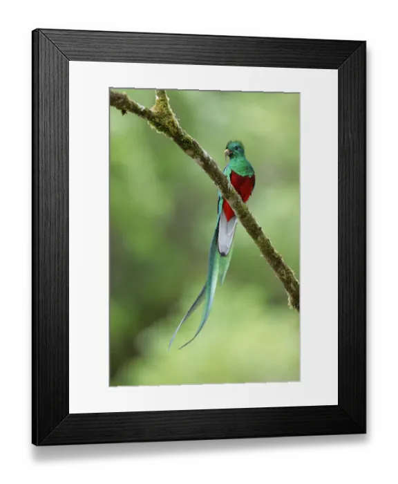 Framed Print : Resplendent Quetzal Framed Print : Resplendent Quetzal