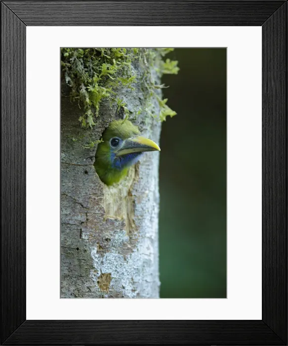 Framed Print : Emerald Toucanet Framed Print : Emerald Toucanet