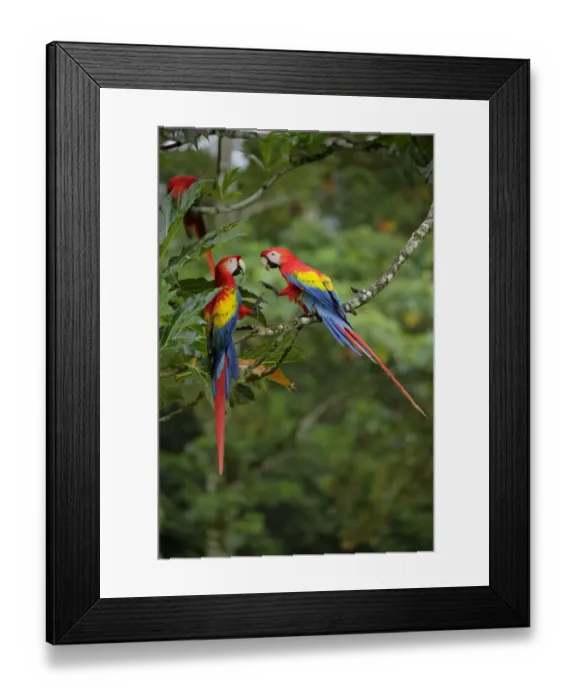 Framed Print : Scarlet Macaw Framed Print : Scarlet Macaw