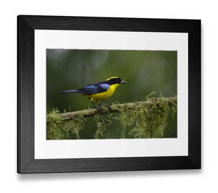 Framed Print : Blue-winged Mountain-Tanager Framed Print : Blue-winged Mountain-Tanager