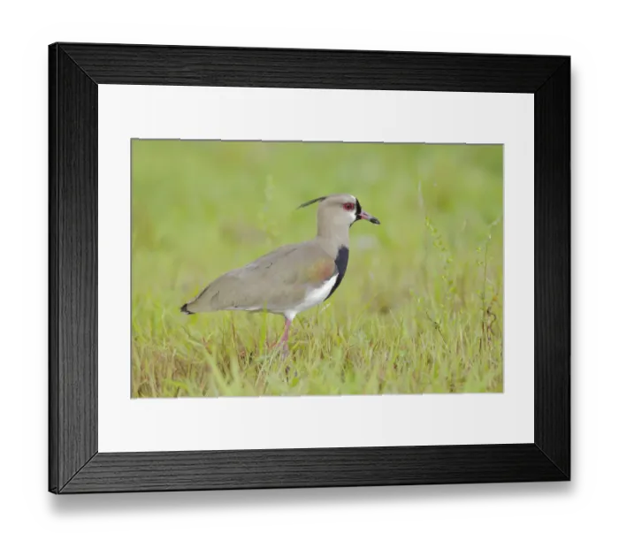 Framed Print : Southern Lapwing (Vanellus chilensis) Framed Print : Southern Lapwing (Vanellus chilensis)
