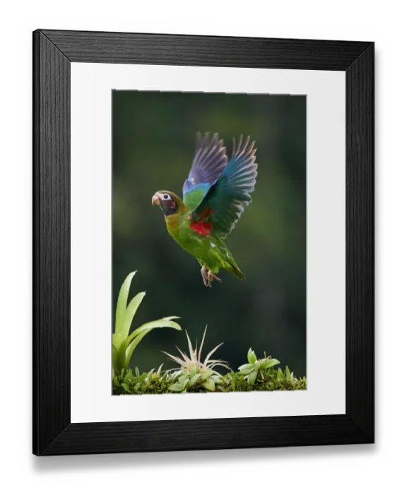 Framed Print : Brown-hooded Parrot (Pyrilia haematotis)