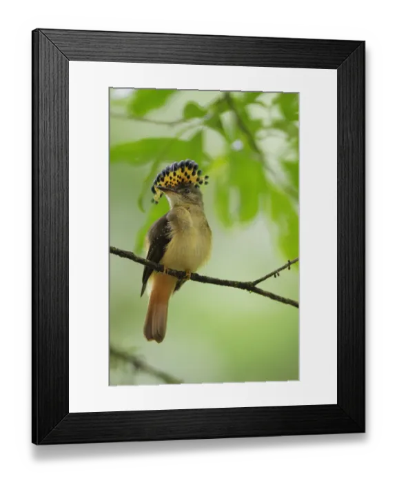 Framed Print : Royal Flycatcher Framed Print : Royal Flycatcher