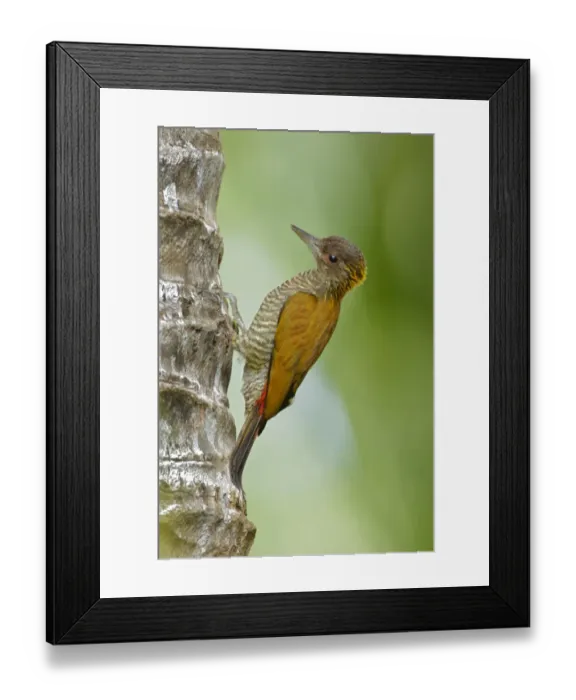 Framed Print : Red-rumped Woodpecker (Veniliornis kirkii) female