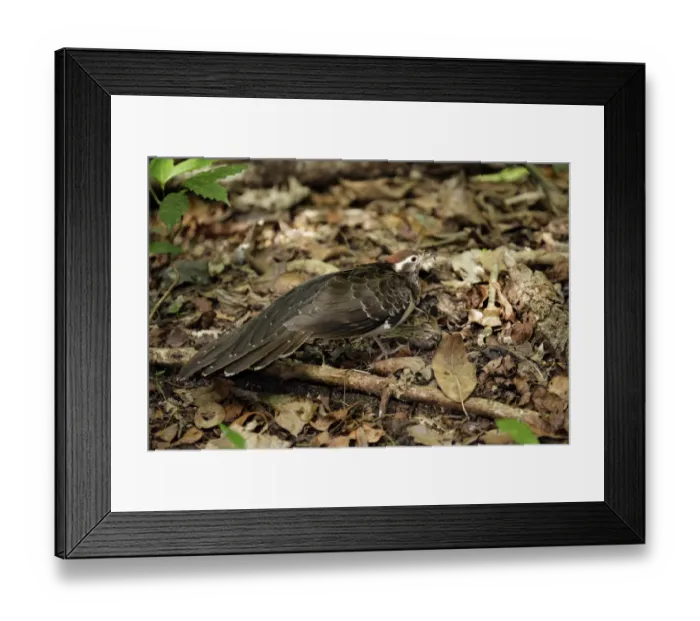 Framed Print : Pheasant Cuckoo (Dromococcyx phasianellus) Framed Print : Pheasant Cuckoo (Dromococcyx phasianellus)
