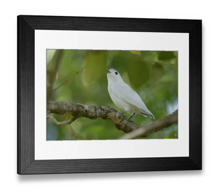 Framed Print : Snowy Cotinga (Carpodectes nitidus) Framed Print : Snowy Cotinga (Carpodectes nitidus)