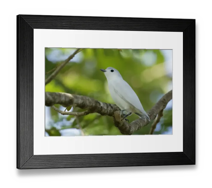 Framed Print : Snowy Cotinga (Carpodectes nitidus) Framed Print : Snowy Cotinga (Carpodectes nitidus)