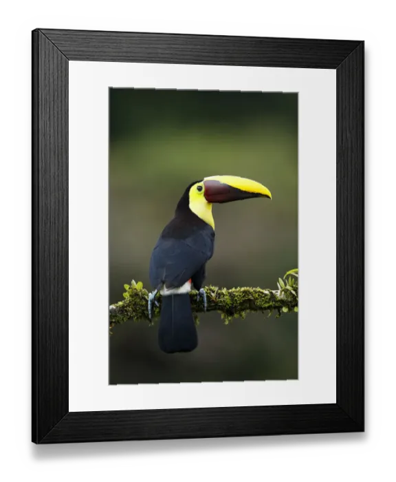 Framed Print : Yellow-throated Toucan Framed Print : Yellow-throated Toucan