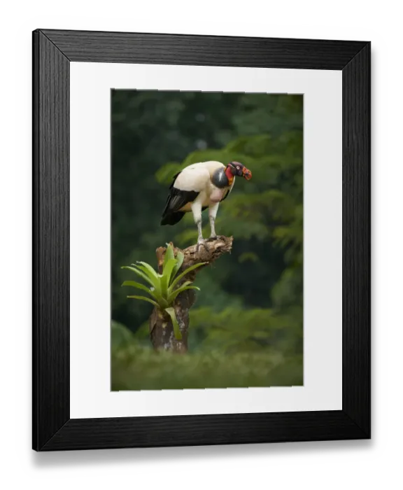 Framed Print : King Vulture Framed Print : King Vulture