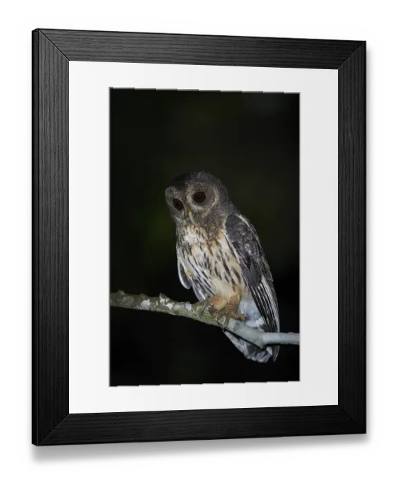 Framed Print : Mottled Owl Framed Print : Mottled Owl
