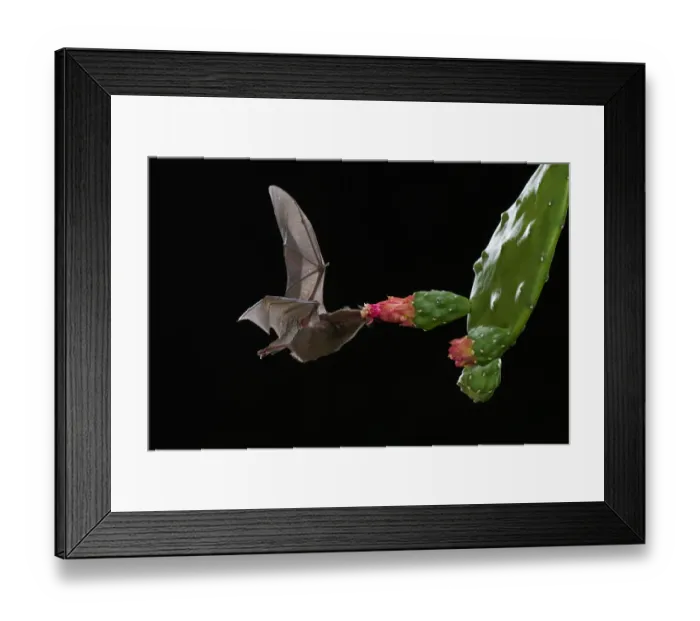 Framed Print : Orange nectar bat Framed Print : Orange nectar bat