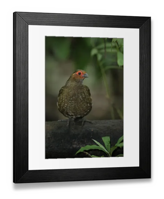 Framed Print : Marbled Wood-Quail Framed Print : Marbled Wood-Quail