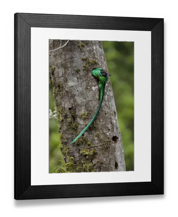 Framed Print : Resplendent Quetzal Framed Print : Resplendent Quetzal
