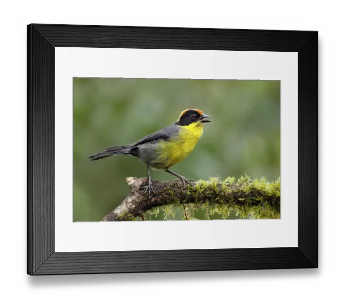 Framed Print : Yellow-breasted Brushfinch Framed Print : Yellow-breasted Brushfinch