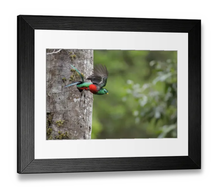 Framed Print : Resplendent Quetzal Framed Print : Resplendent Quetzal