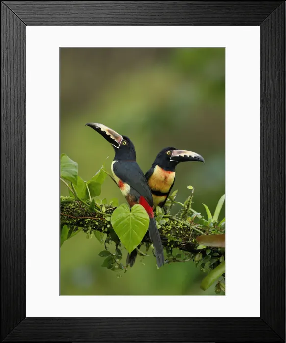 Framed Print : Collared Aracari