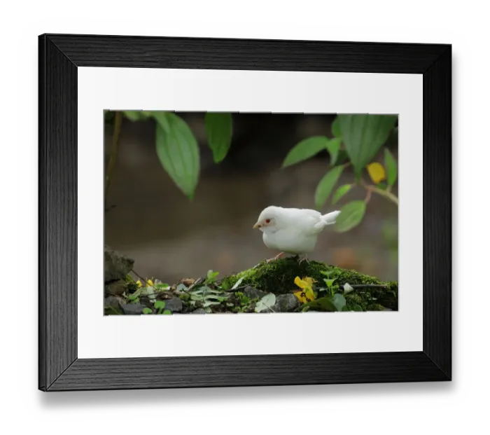Framed Print : Rufous-collared Sparrow