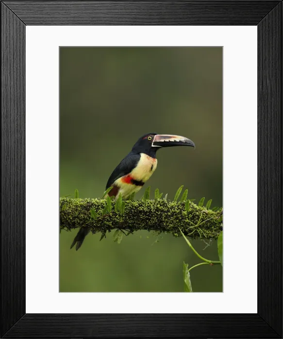 Framed Print : Collared Aracari Framed Print : Collared Aracari
